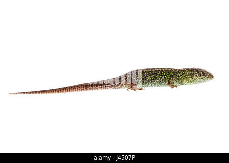 Rendu photo d'un homme lézard sable Banque D'Images