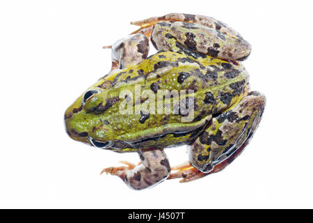 Rendu photo d'une grenouille comestible commun (grenouille verte) Banque D'Images