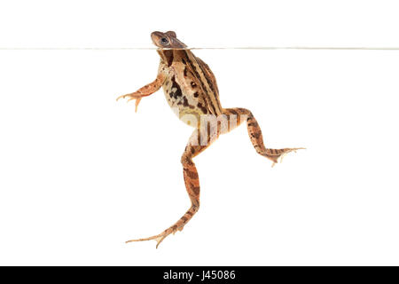 Rendu photo d'une femme natation moorfrog Banque D'Images