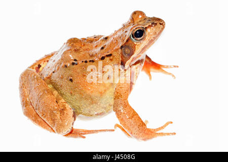Rendu photo d'une grenouille rousse femelle Banque D'Images