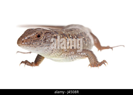 Rendu photo d'un lézard sable femelle Banque D'Images