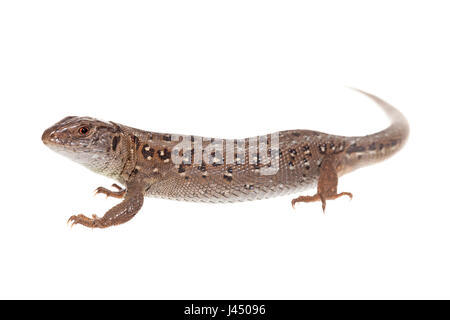 Rendu photo d'un lézard sable femelle Banque D'Images