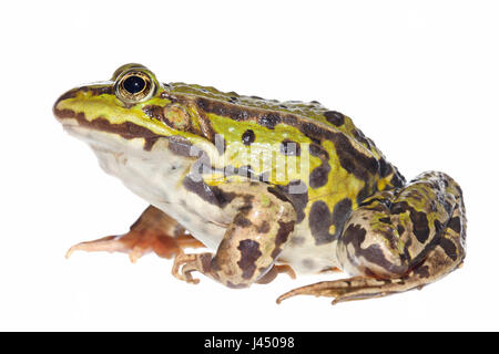 Rendu photo d'une grenouille comestible commun (grenouille verte) Banque D'Images