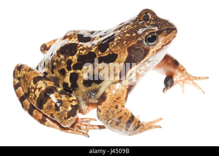 Rendu photo d'un homme grenouille commune Banque D'Images