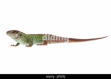 Rendu photo d'un homme lézard sable Banque D'Images