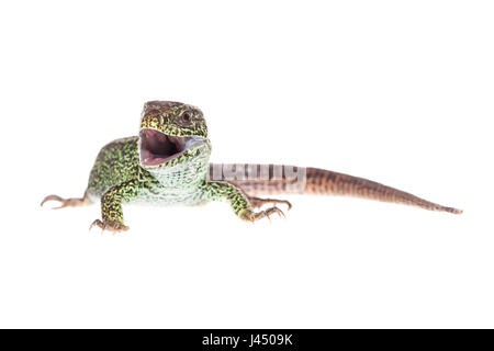 Rendu photo d'un homme lézard sable Banque D'Images