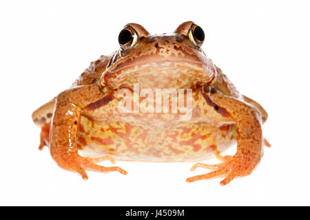 Rendu photo d'une grenouille rousse femelle Banque D'Images