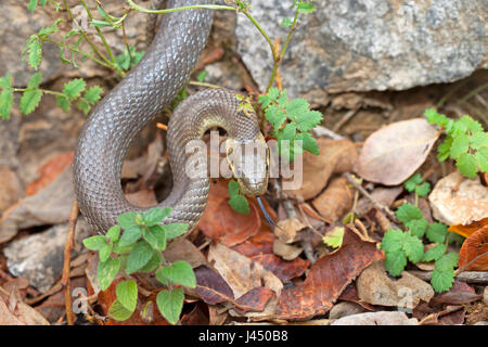 Photo d'un Aesculapian snake sur le terrain Banque D'Images