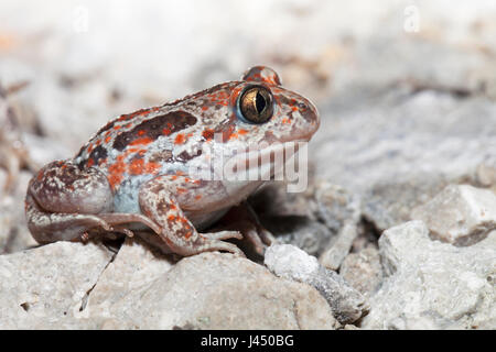 Crapaud commun (Pelobates fuscus) Banque D'Images