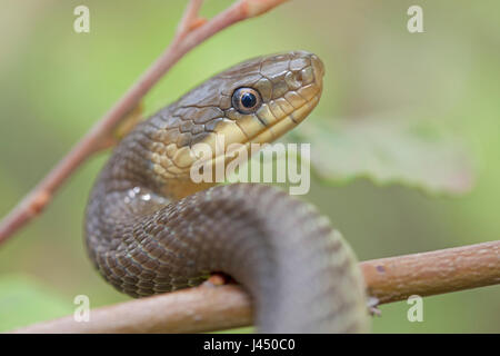 Photo d'un Aesculapian snake l'escalade dans un arbre Banque D'Images