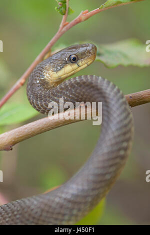 Photo d'un Aesculapian snake l'escalade dans un arbre Banque D'Images