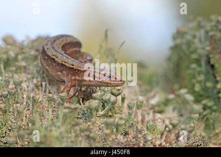 Le lézard vivipare (Zootoca vivipara) Banque D'Images