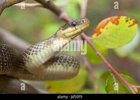 Photo d'un Aesculapian snake l'escalade dans un arbre Banque D'Images