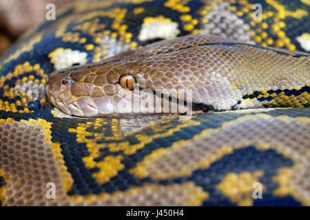 Close-up d'un python réticulé Banque D'Images