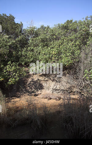 Photo d'un crocodile du Nil dans son environnement : au soleil sur une petite plage de l'estuaire Banque D'Images