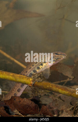 Photo d'un loach épines sous l'eau entre les feuilles et les branches sur la bas Banque D'Images