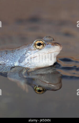 Portrait d'un mâle bleu moor frog Banque D'Images