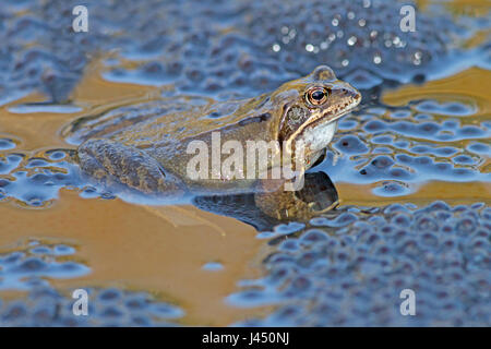 Grenouille rousse grenouille mâle en haut de frayer au cours de l'accouplement Banque D'Images