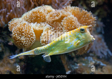 Longhorn cowfish en face de reef Banque D'Images