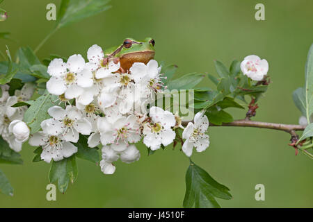 Rainette commune sur la floraison aubépine Banque D'Images