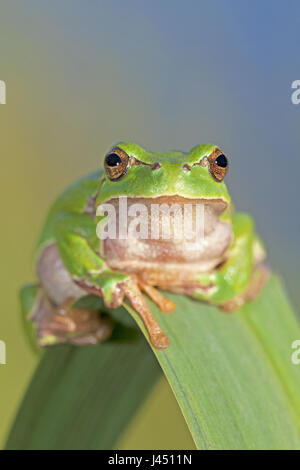 Arbre généalogique commun grenouille sur reed Banque D'Images