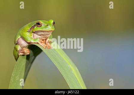 Arbre généalogique commun grenouille sur reed Banque D'Images