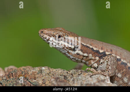 Lézard des murailles sur tronc d'arbre Banque D'Images