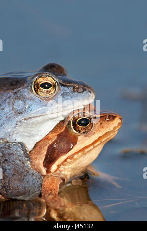 Portrait de paire de Moor des grenouilles dans l'eau Banque D'Images