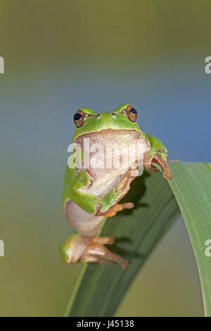 Arbre généalogique commun grenouille sur reed Banque D'Images