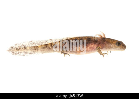 Larve de salamandre de feu photographié sur un fond blanc Banque D'Images