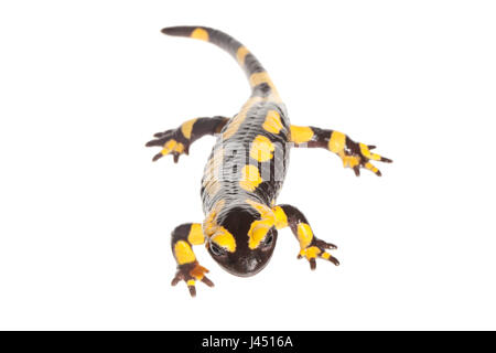 Fire salamander photographié sur un fond blanc Banque D'Images