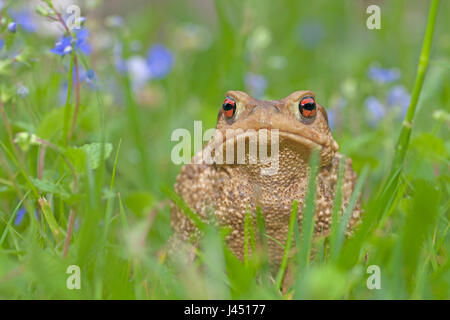 Crapaud épineux dans l'herbe entre fleurs bleu Banque D'Images