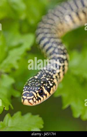 Whip Western snake dans un chêne Banque D'Images