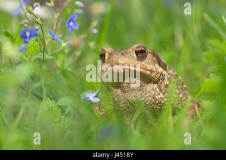 Crapaud épineux dans l'herbe entre fleurs bleu Banque D'Images