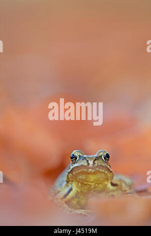 Grenouille commune entre les feuilles d'automne Banque D'Images