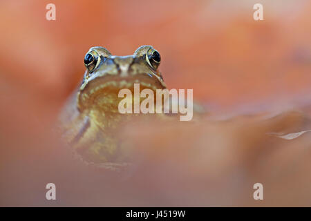 Grenouille commune entre les feuilles d'automne Banque D'Images