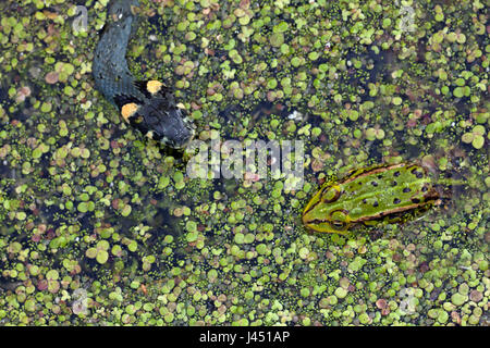 Couleuvre verte chasse grenouille dans les lentilles d'eau Banque D'Images