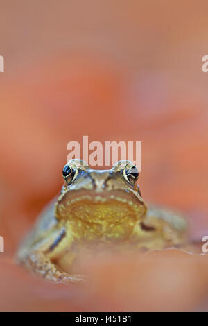 Grenouille commune entre les feuilles d'automne Banque D'Images