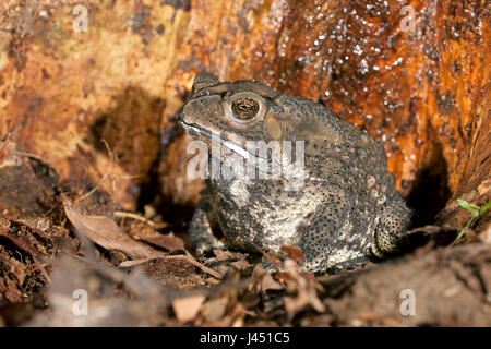 Crapaud commun indian à côté d'un tronc d'arbre Banque D'Images