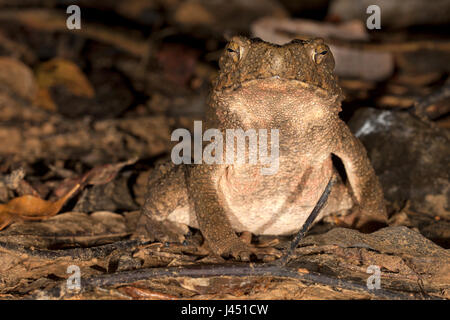 Crapaud géant asiatique sur le sol forestier Banque D'Images