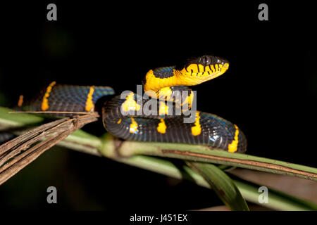 Chat Magrove serpent dans un arbre de nuit Banque D'Images