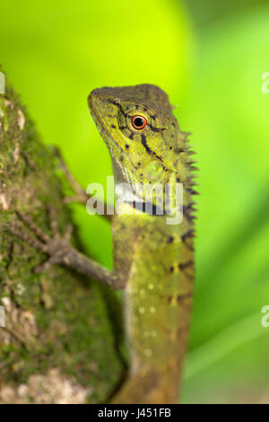 Portrait d'un lézard à crête de forêt Banque D'Images