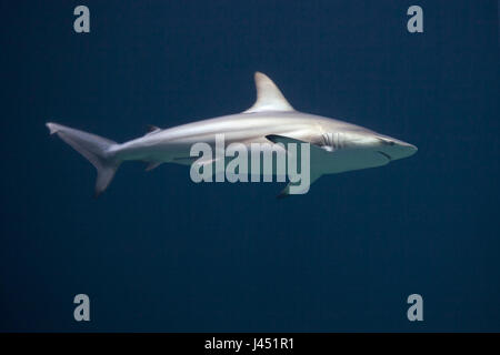 Blacktip shark dans la Blue Water Banque D'Images