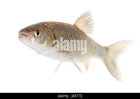 Chub Européens adultes isolated on white Banque D'Images