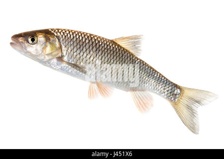 Chub Européens adultes isolated on white Banque D'Images