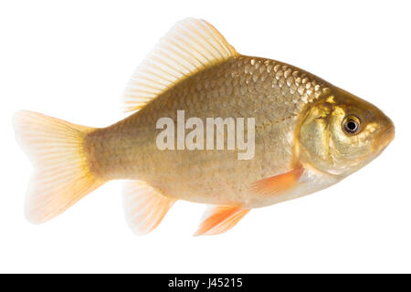 Crusian adultes carp isolated on white Banque D'Images