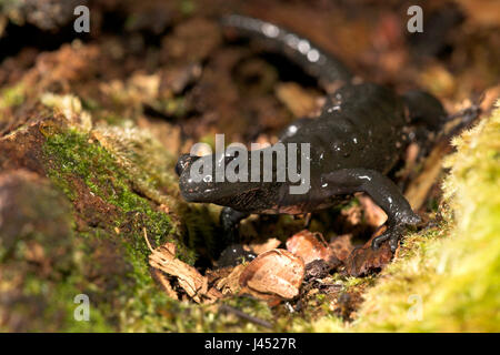 Photo d'une Salamandre alpestre sur le sol forestier Banque D'Images