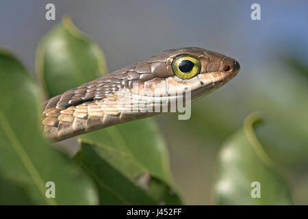 Portrait d'une femme boomslang entre feuilles vertes avec un peu de ciel bleu en arrière-plan Banque D'Images