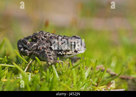 Jeune crapaud calamite sur vert mousse Banque D'Images