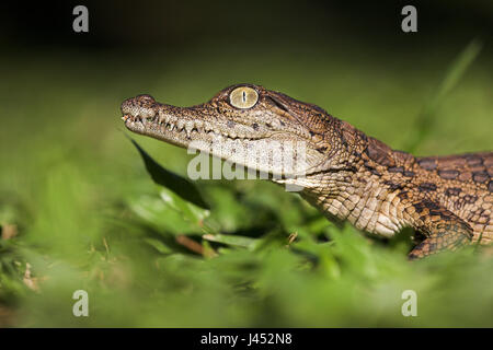 Portrait d'une jeune tortue crocodile du Nil Banque D'Images